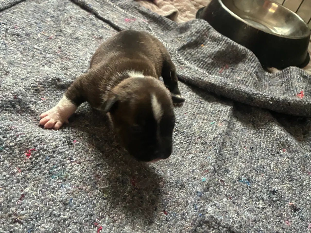 Billede 11 - 4 hvalpe staff 