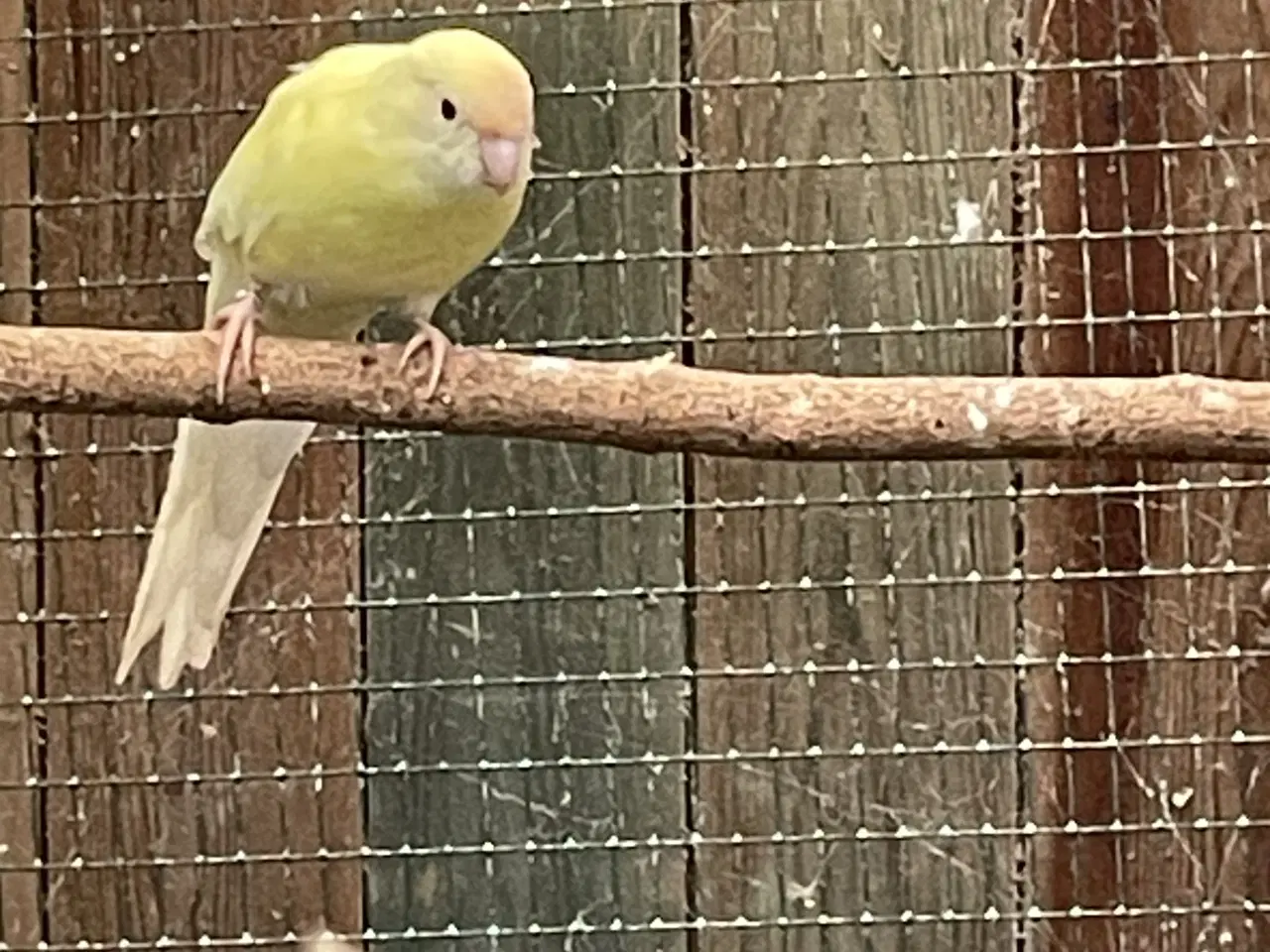 Billede 1 - Cremefarvet gedeparakit 