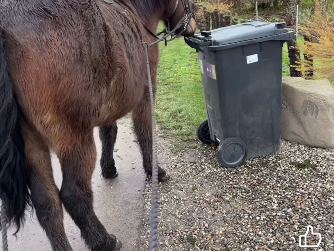 Billede 2 - Sød hoppe 