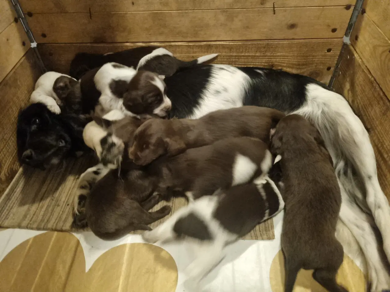 Billede 7 - Staby, sprocker, field cocker 