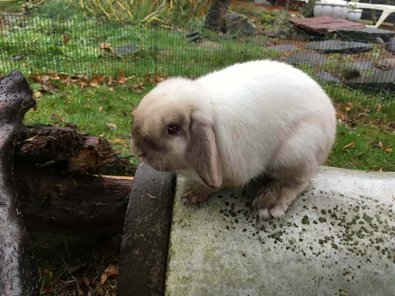 Billede 5 - Balder søger et kærligt hjem