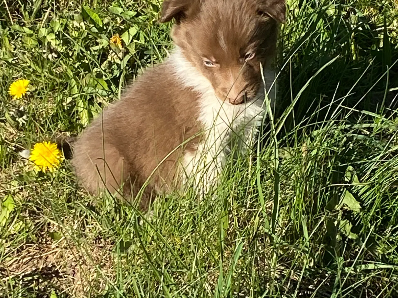 Billede 10 - Border Collie 