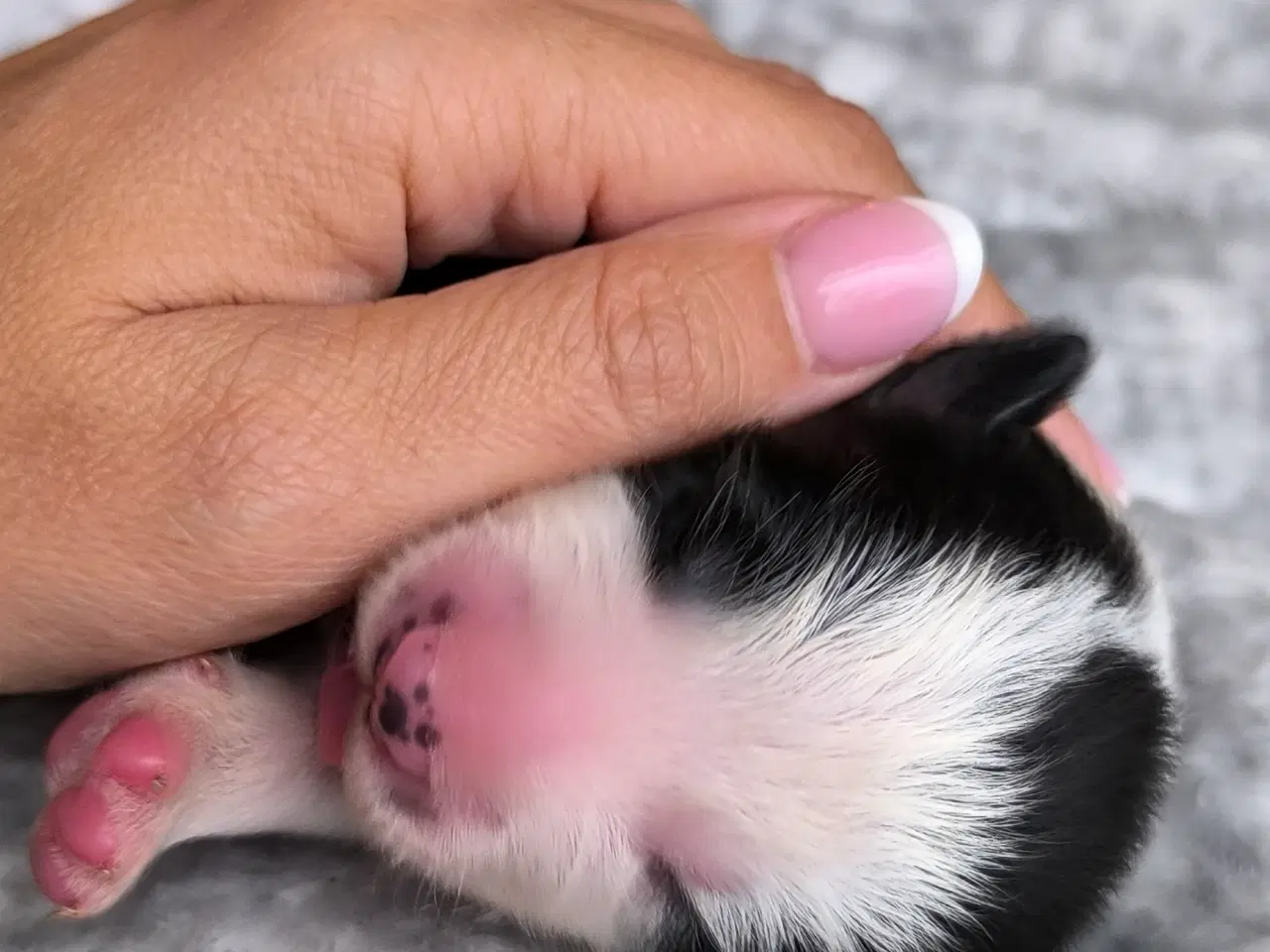 Billede 4 - Hvalpe  stamtavle FC-I Border Collie ADHD, Agility