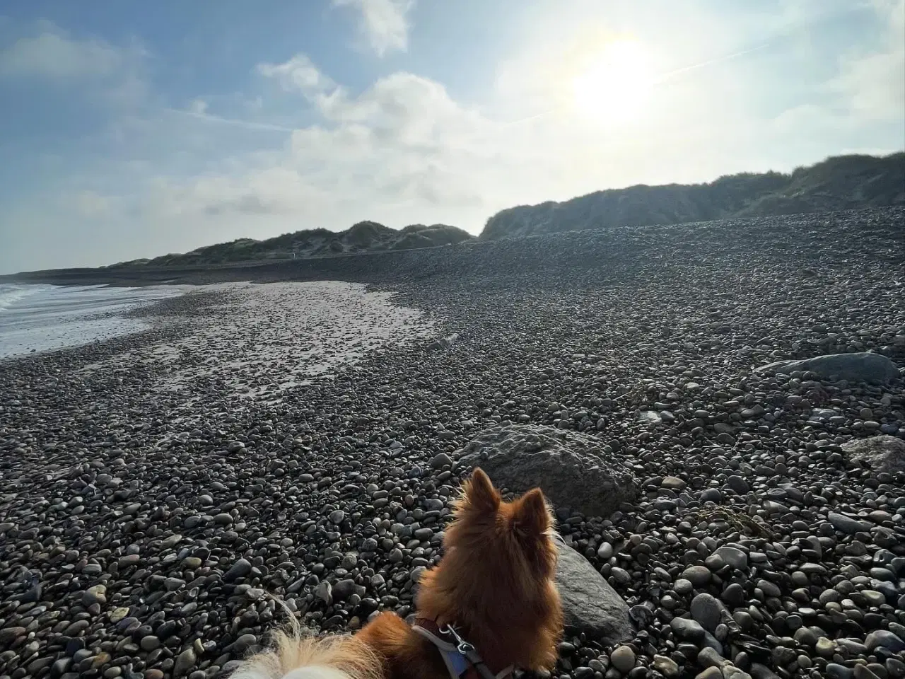 Billede 7 - Pomeranian bl.