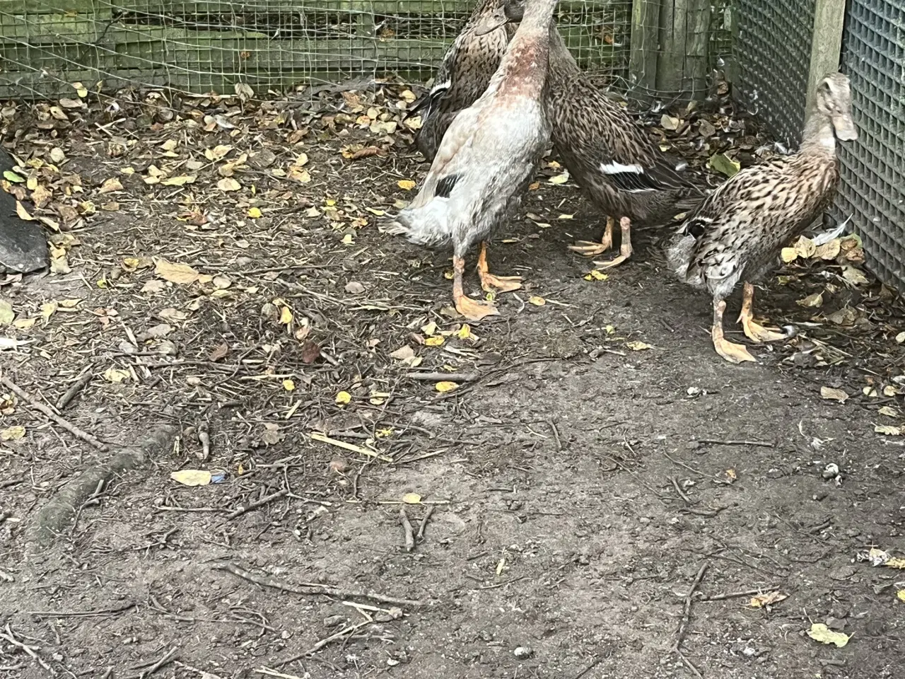 Billede 3 - Løbe ænder sælges Par vis