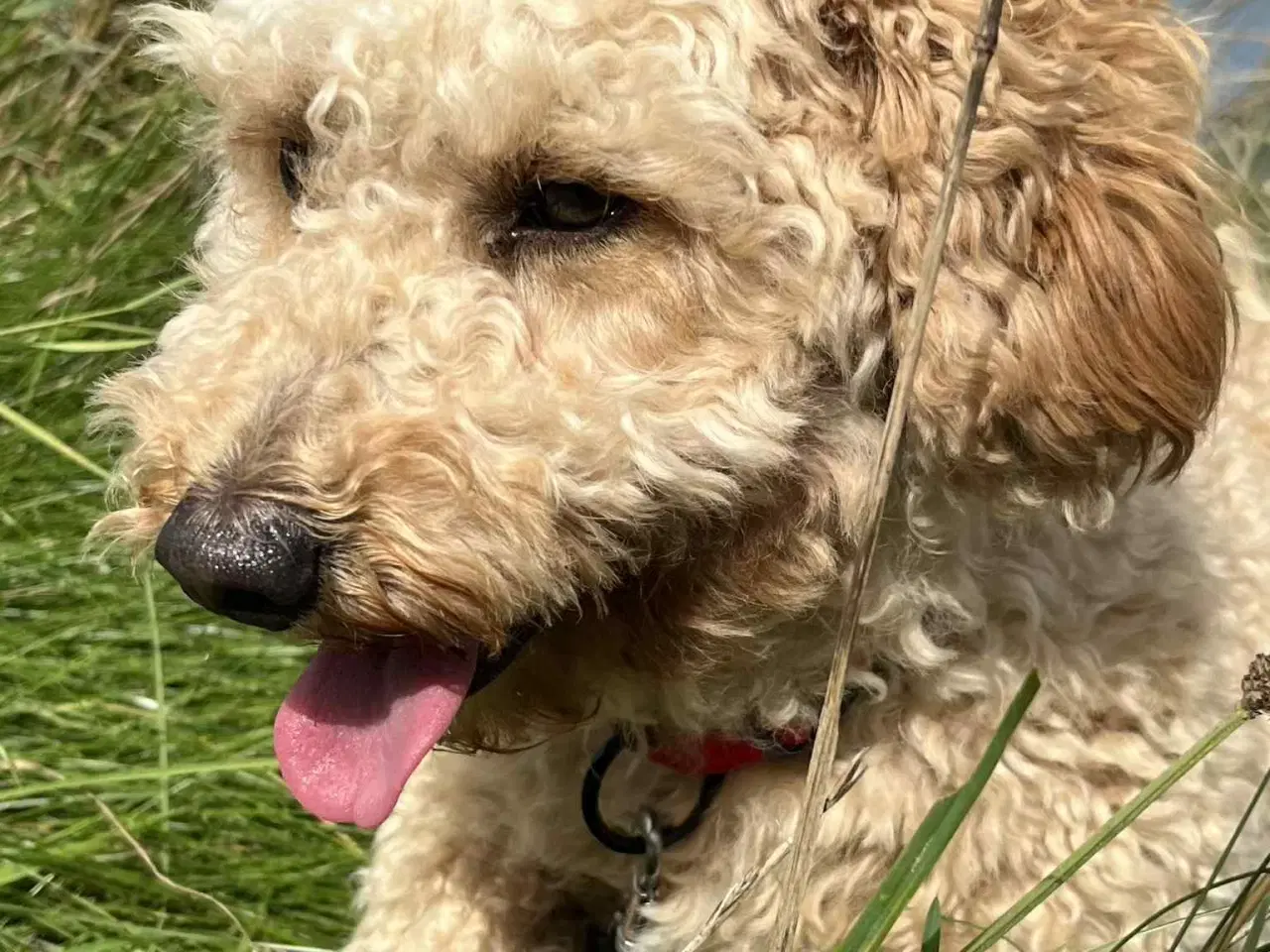 Billede 10 - skøn Maltipoo Max
