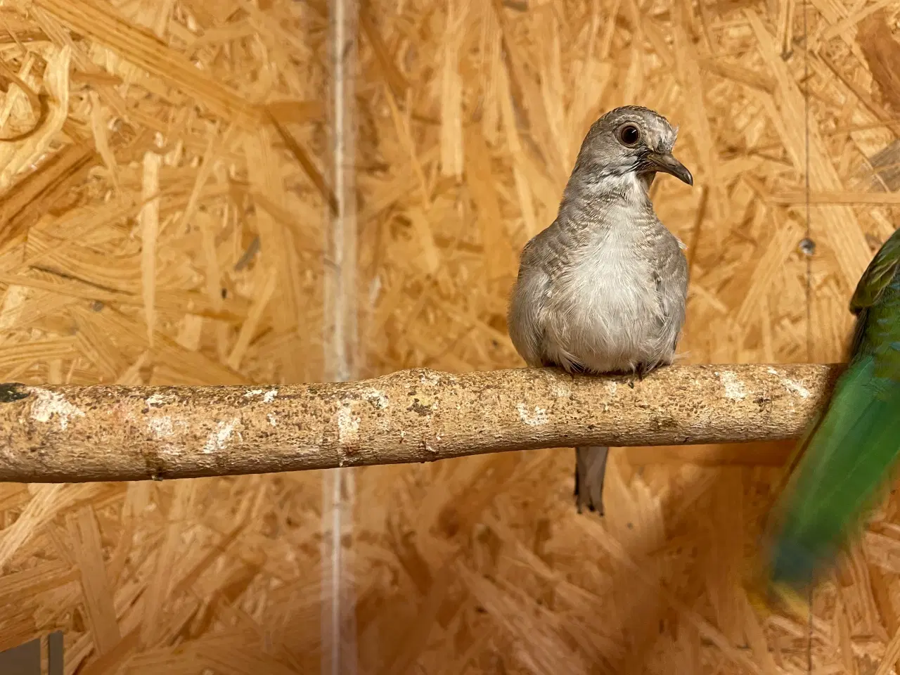 Billede 2 - Diamantdueunger sælges