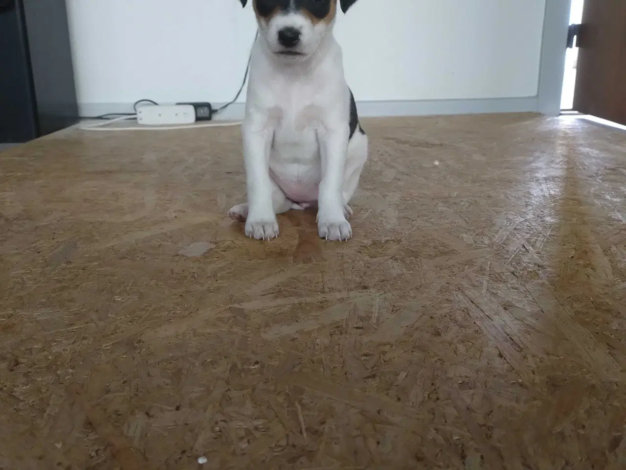 Billede 1 - Hvalpe, Dansk Svensk gårhund 