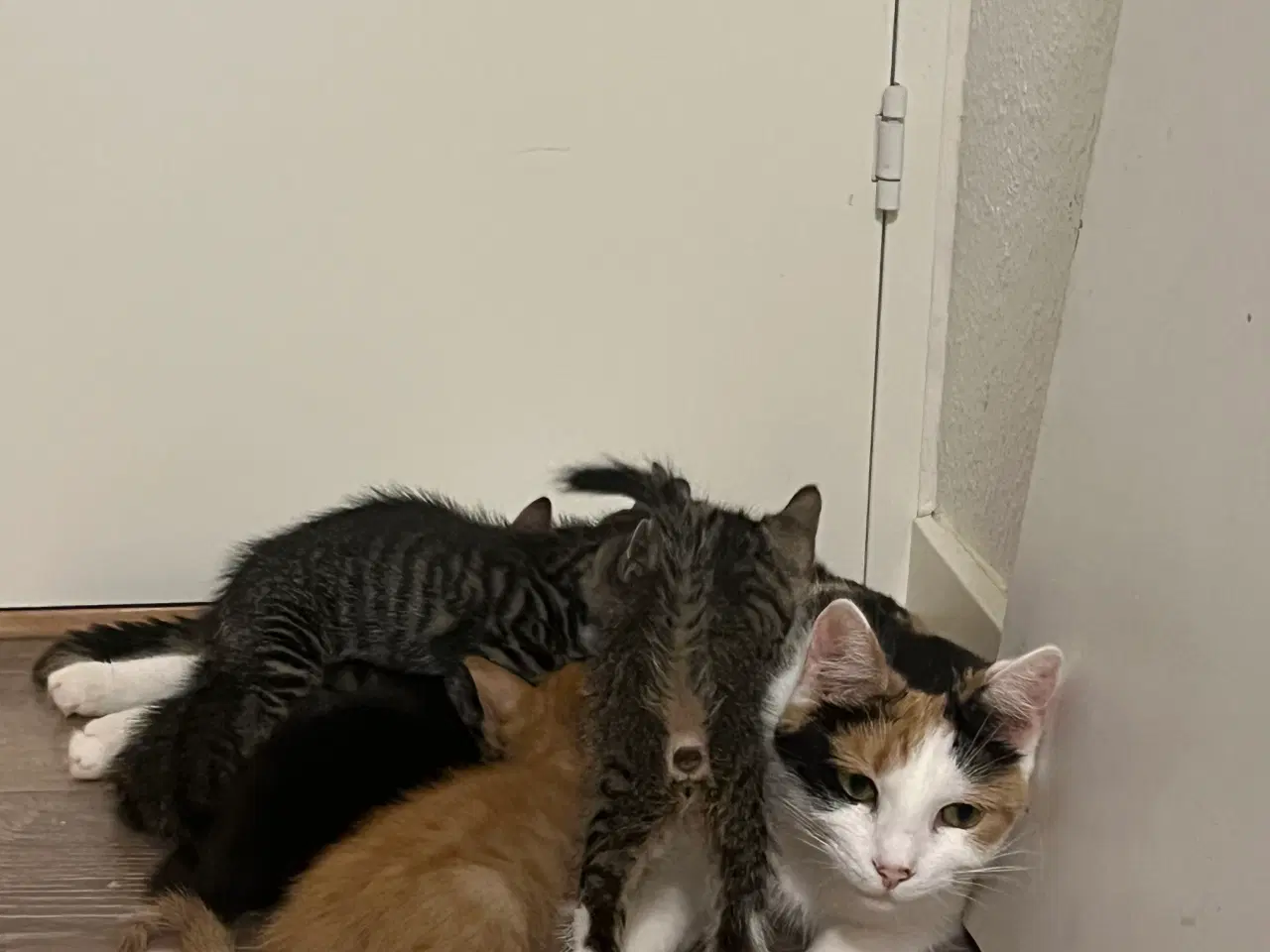 Billede 1 - Katte
