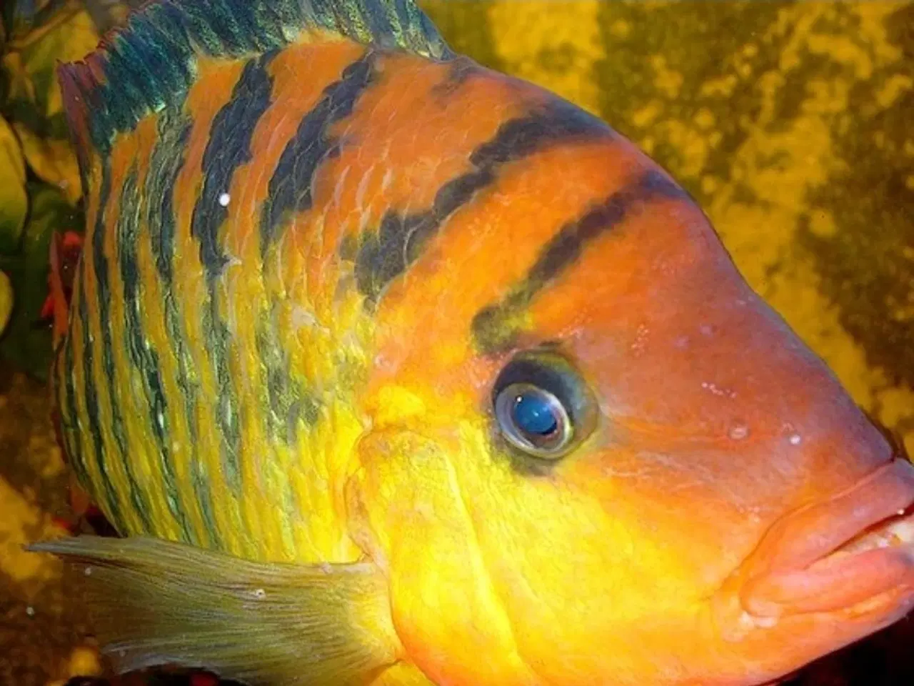 Billede 1 - Festae Aka red terror