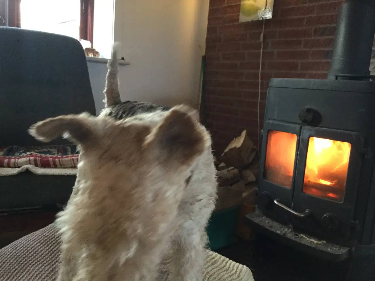 Billede 1 - Brænde Købes 20 rummeter