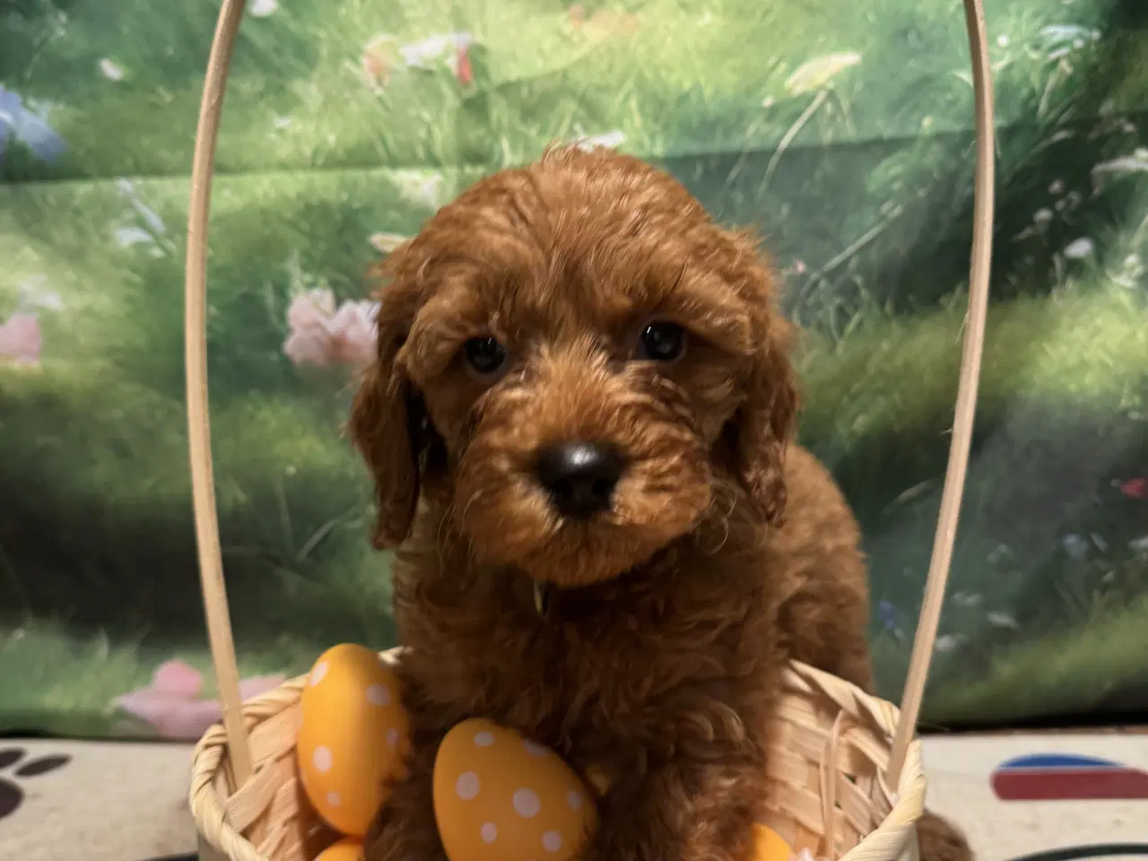Billede 5 - ❤️🐶 Cavapoo hvalpe – 1 drenge Tilbage 🐶