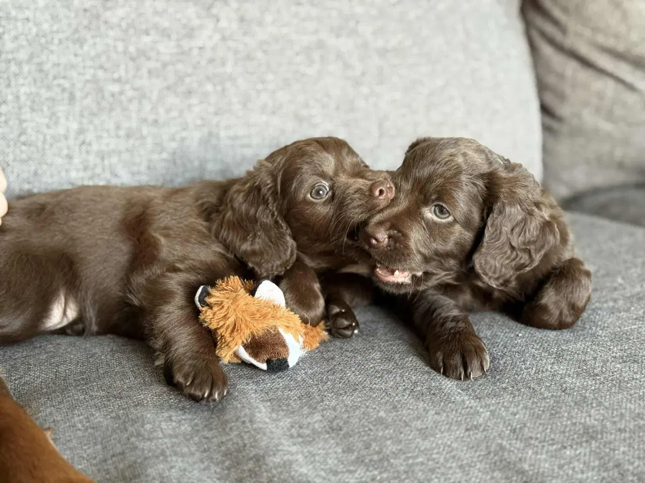 Billede 6 - Én brun Cockapoo tæve tilbage