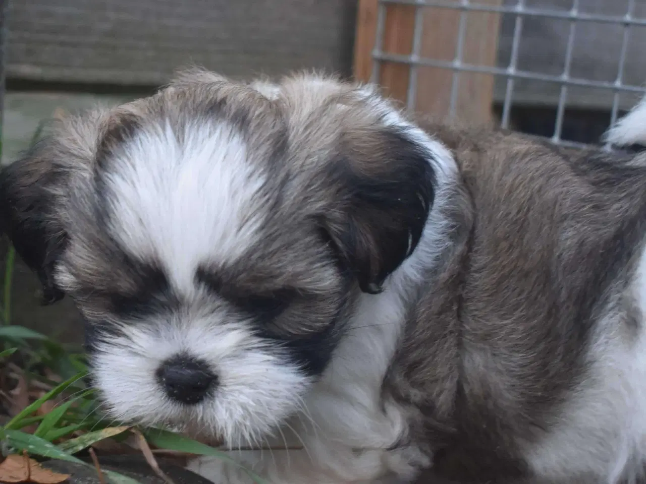 Billede 7 - En skøn Lhasa apso dreng m. Stamtavle