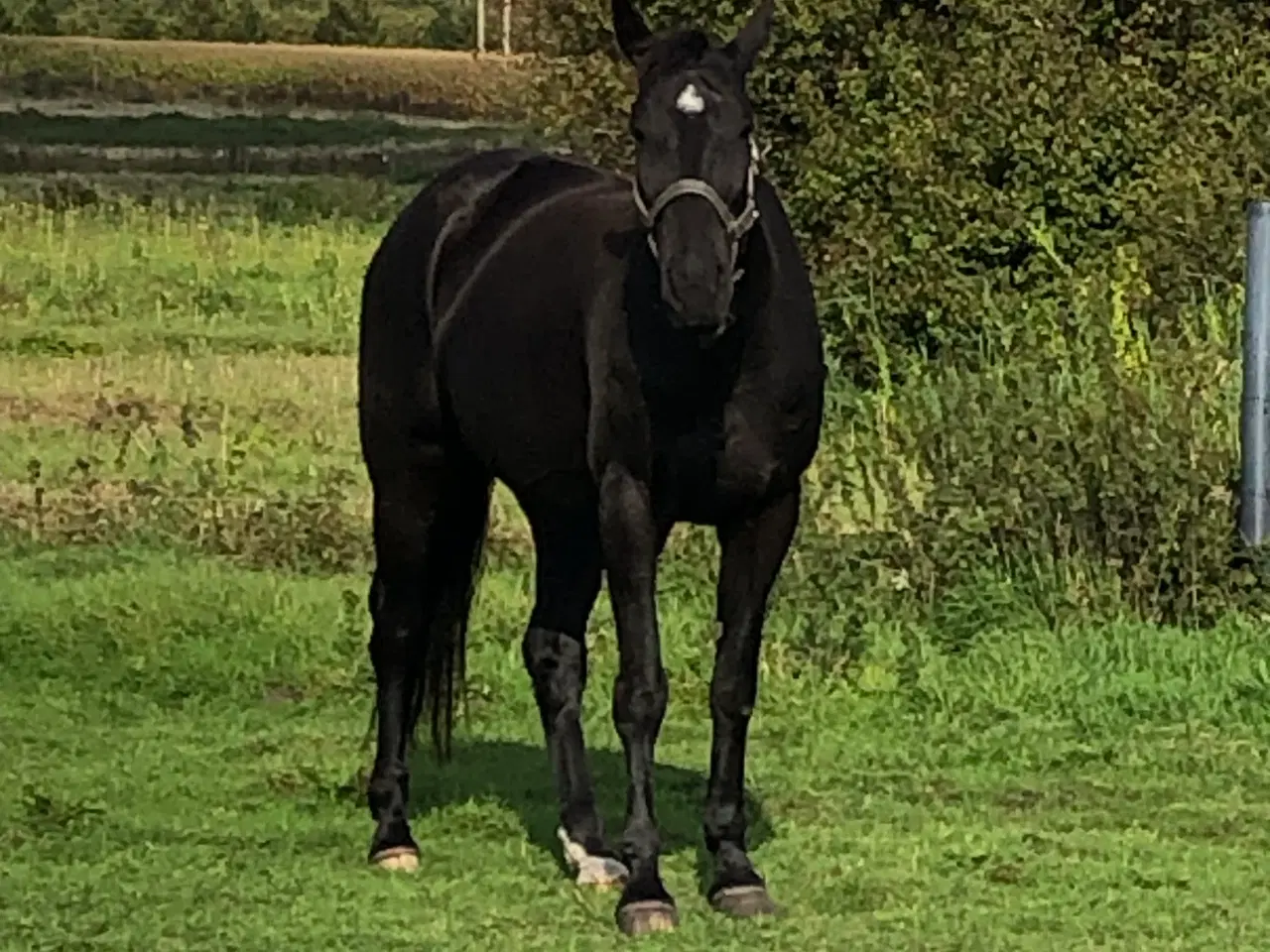 Billede 1 - Svensk travhoppe