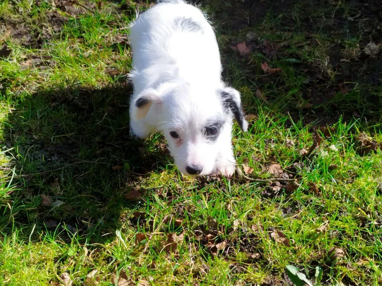 Billede 1 - Gravhund  hvalp 