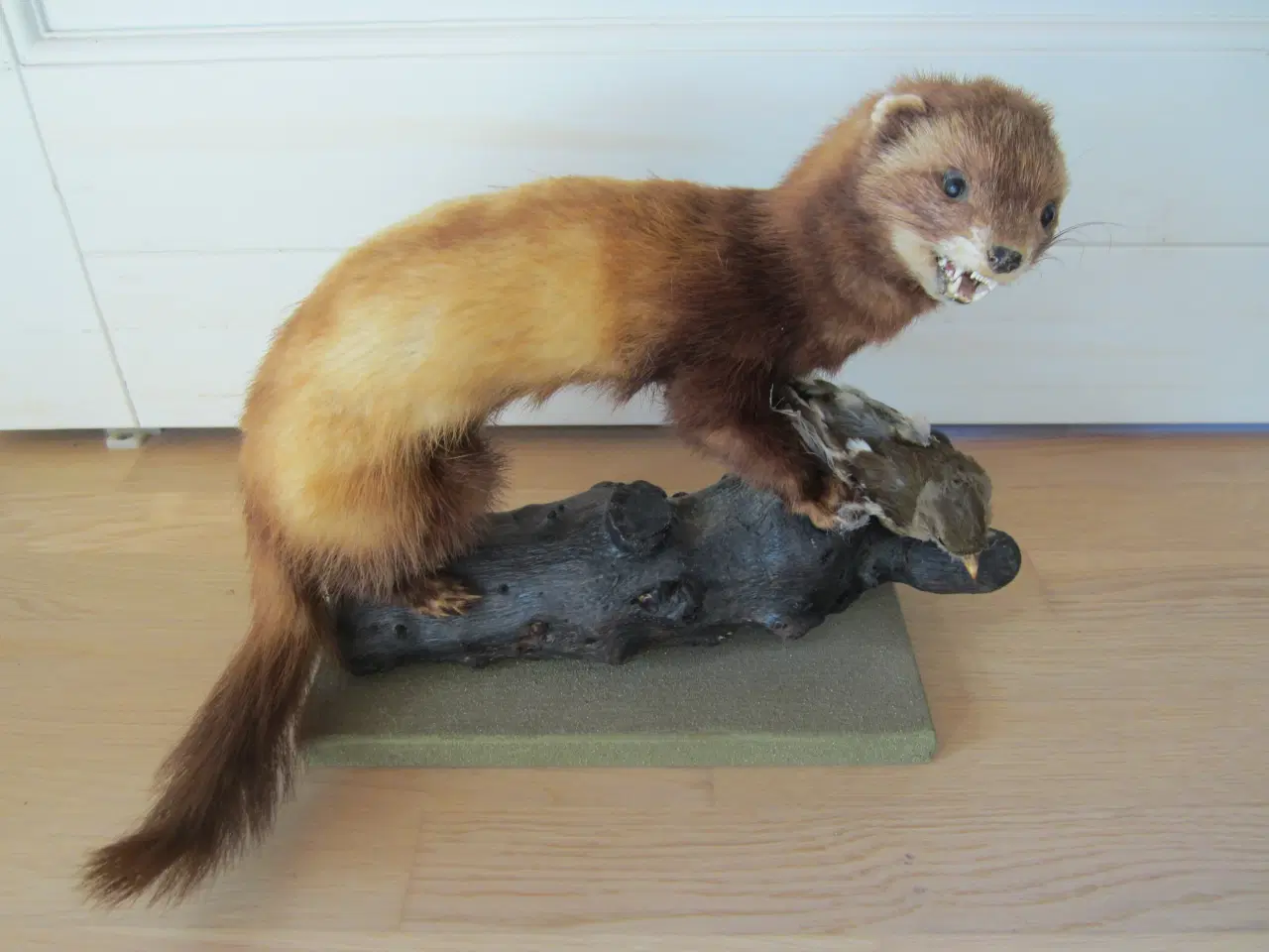 Billede 1 - Rigtig fin udstoppet Ilder med en fugl. se billede