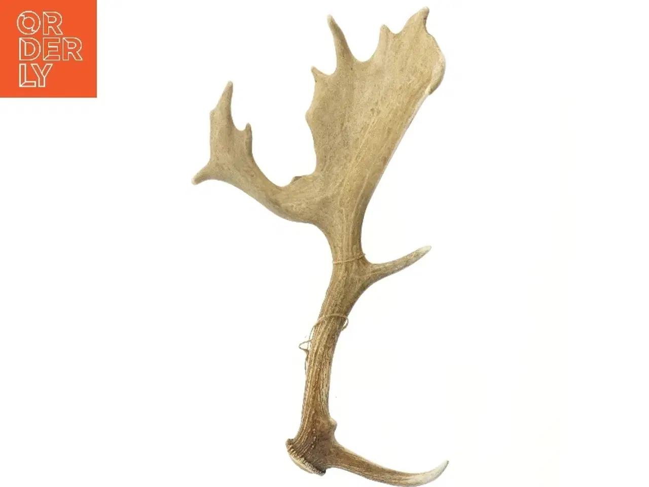 Billede 2 - Rensdyrgevir i naturlig størrelse (str. 56 cm)