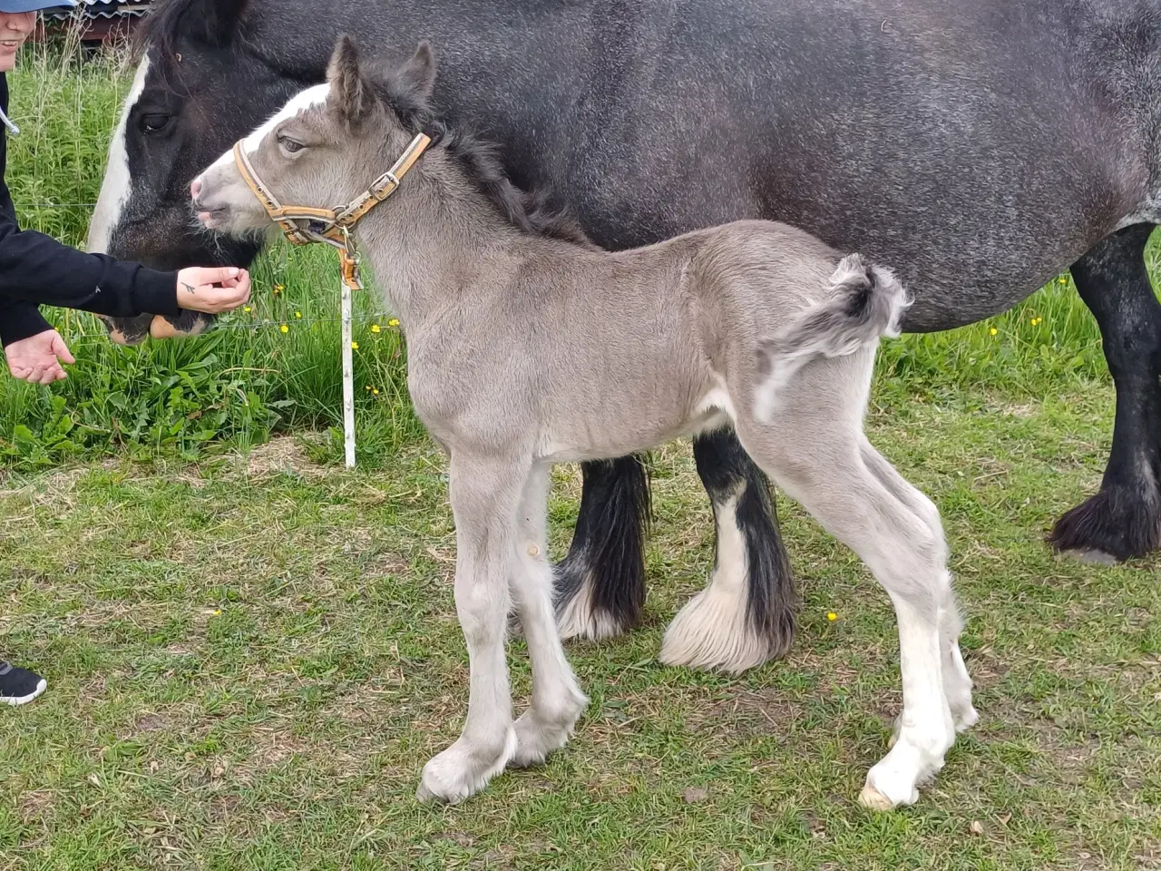 Billede 5 - Skøn irish cob hoppe