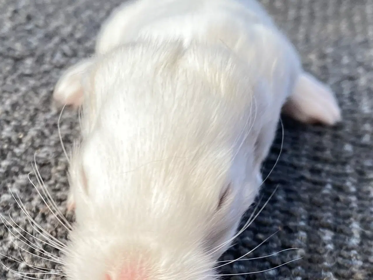 Billede 5 - FRANSK VÆDDER HAN SCHWARZGRANNEN