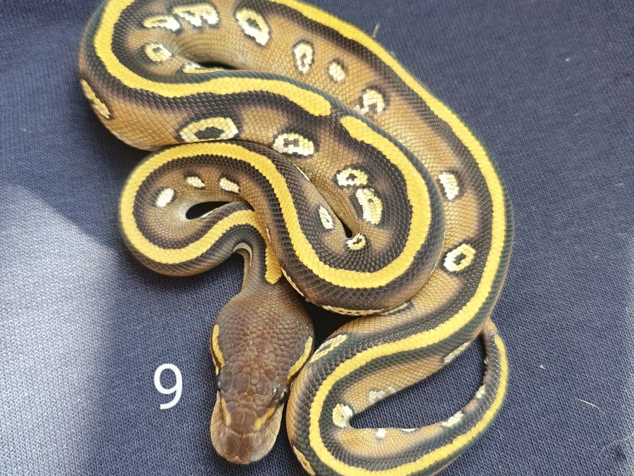 Billede 9 - Kongepython morfer 2025