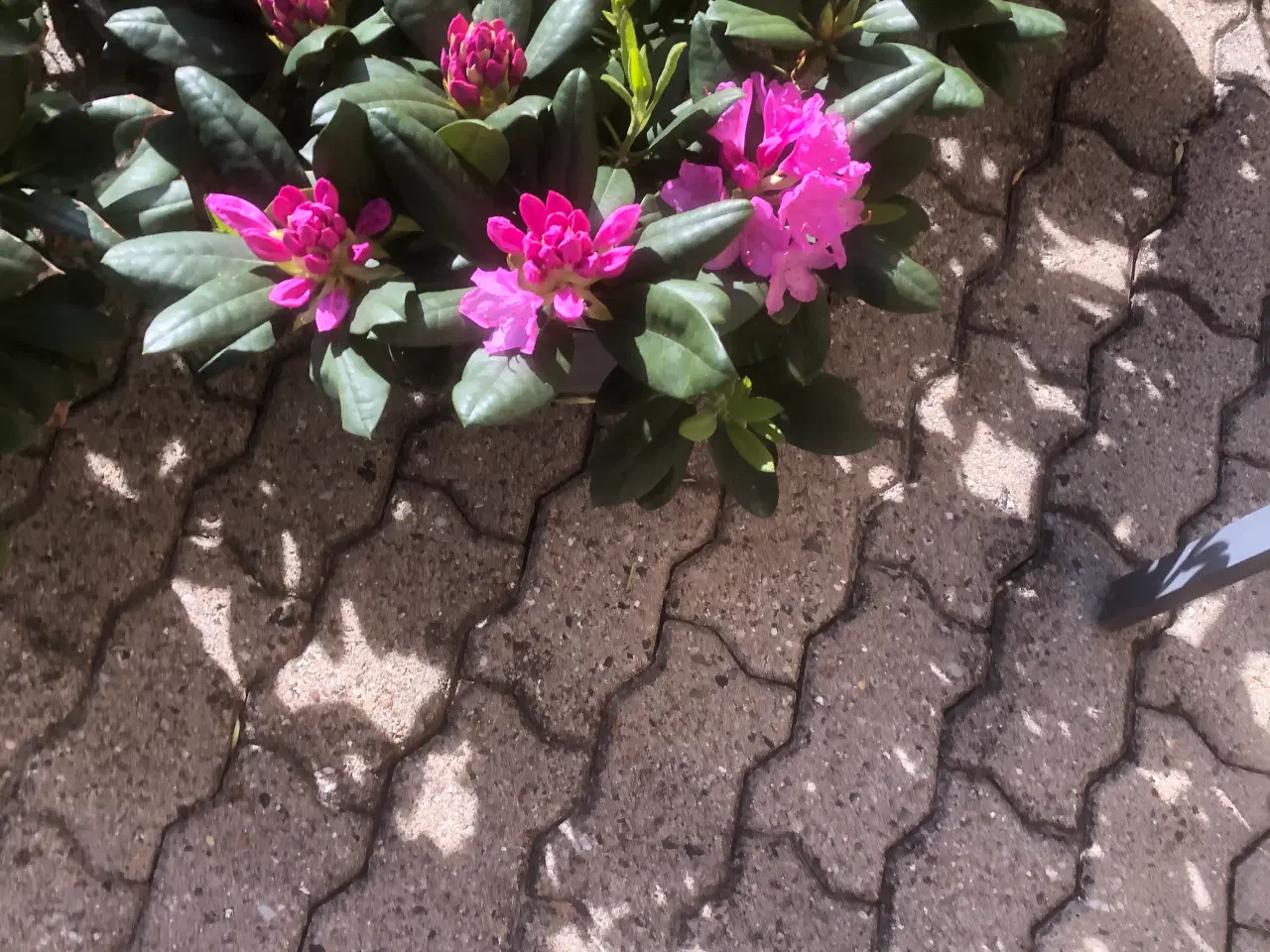 Billede 3 - Rhododendron. R. Roseum Elegans