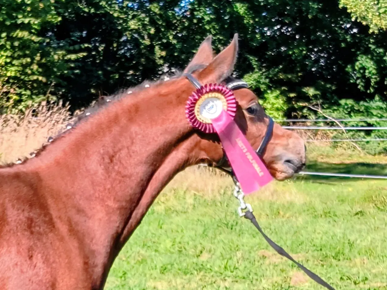 Billede 1 - Dsp hoppe plag