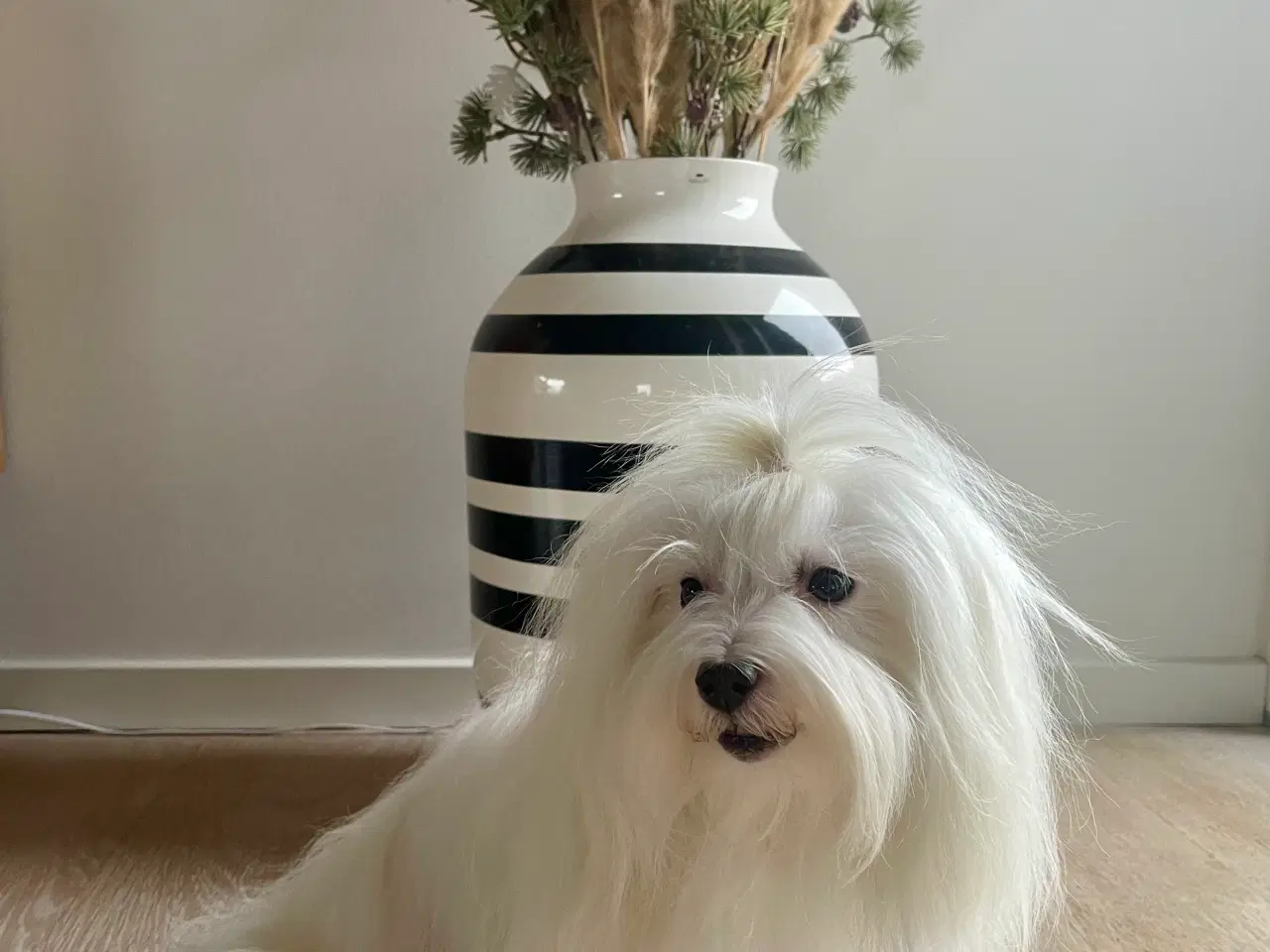 Billede 2 - Coton De Tulear hvalpe