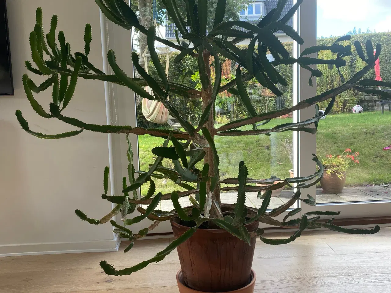 Billede 3 - Kaktus