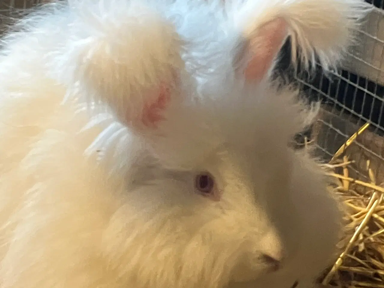 Billede 2 - Angora han 