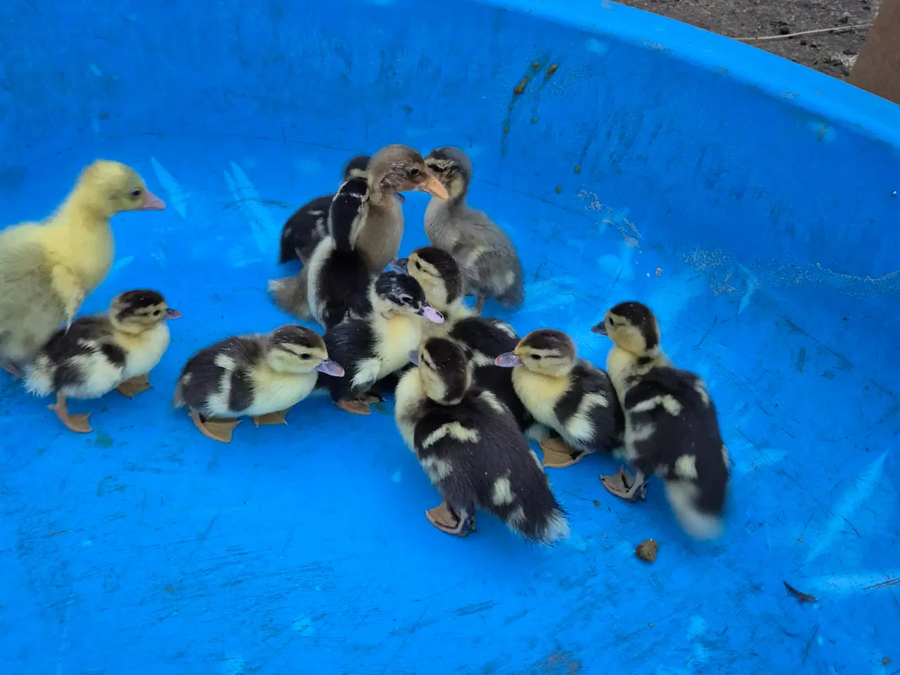 Billede 3 -  Moskus og Indiske Løbeænd