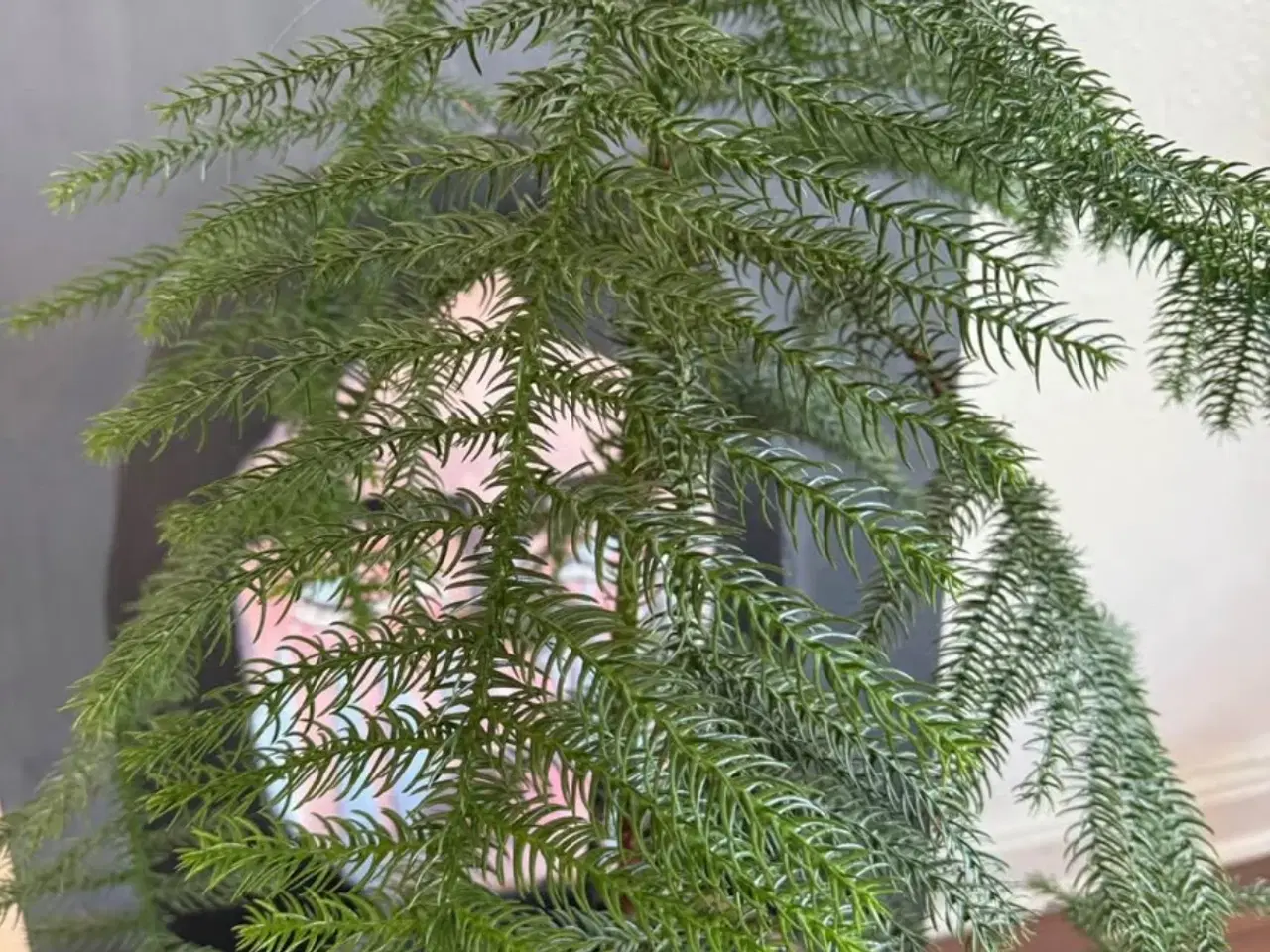 Billede 3 - Aracuaria med krukke