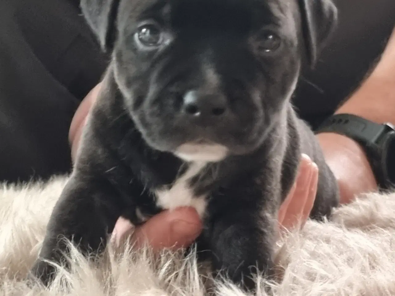 Billede 2 - British Staffordshire Bull Terrier hvalpe