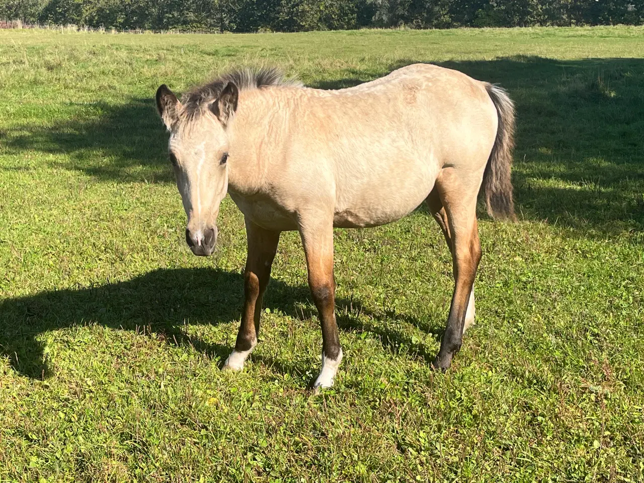 Billede 3 - Hingst føl