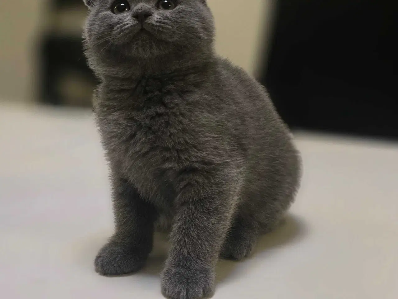 Billede 5 - 3 skønne kattekillinger 