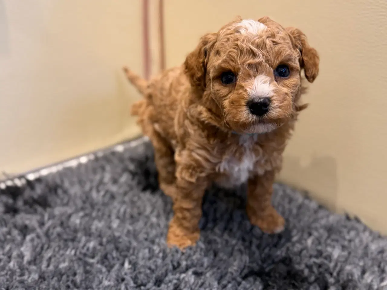 Billede 5 - Maltipoo