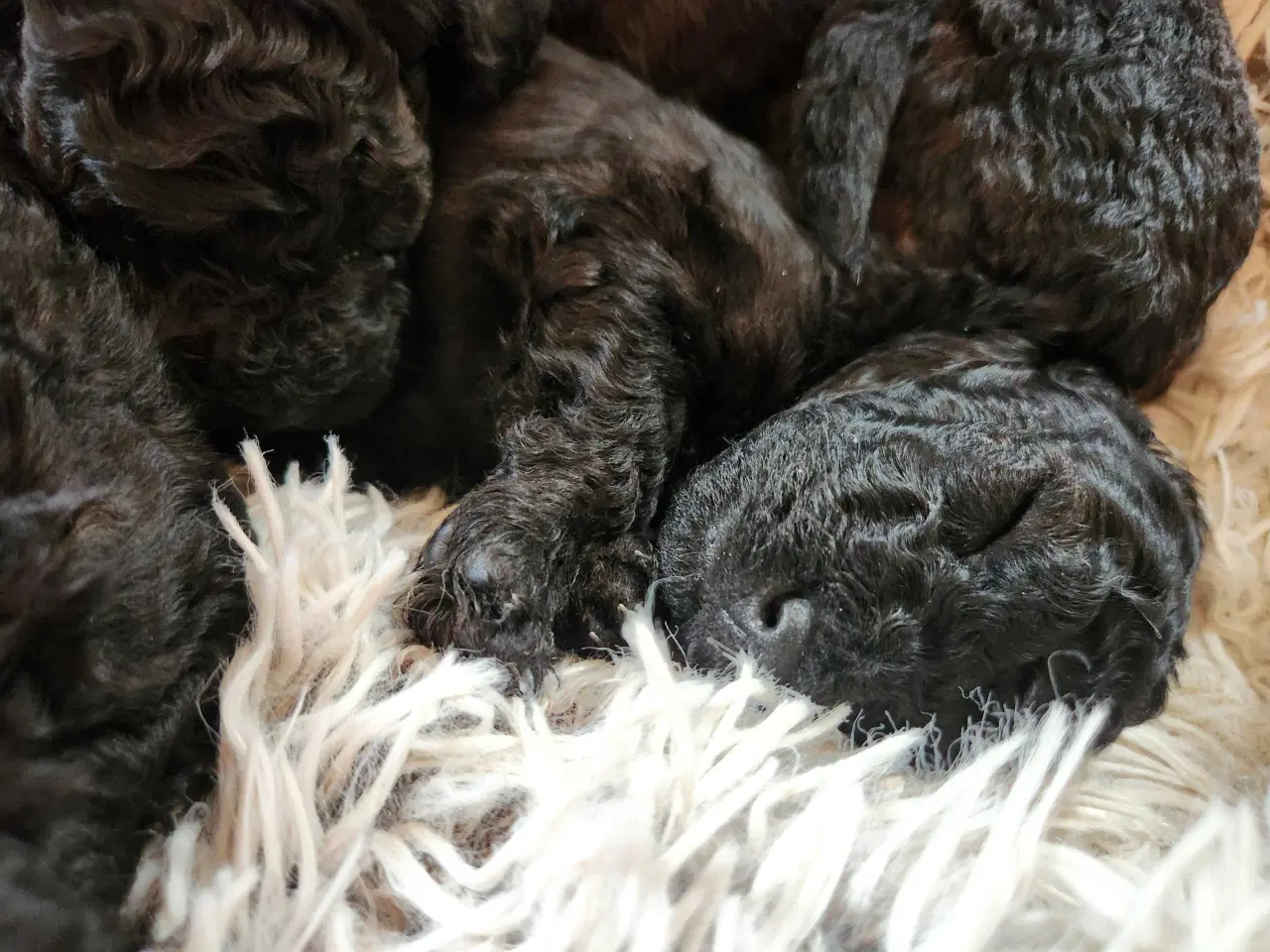 Billede 2 - Bamserne søger ny opvartning 