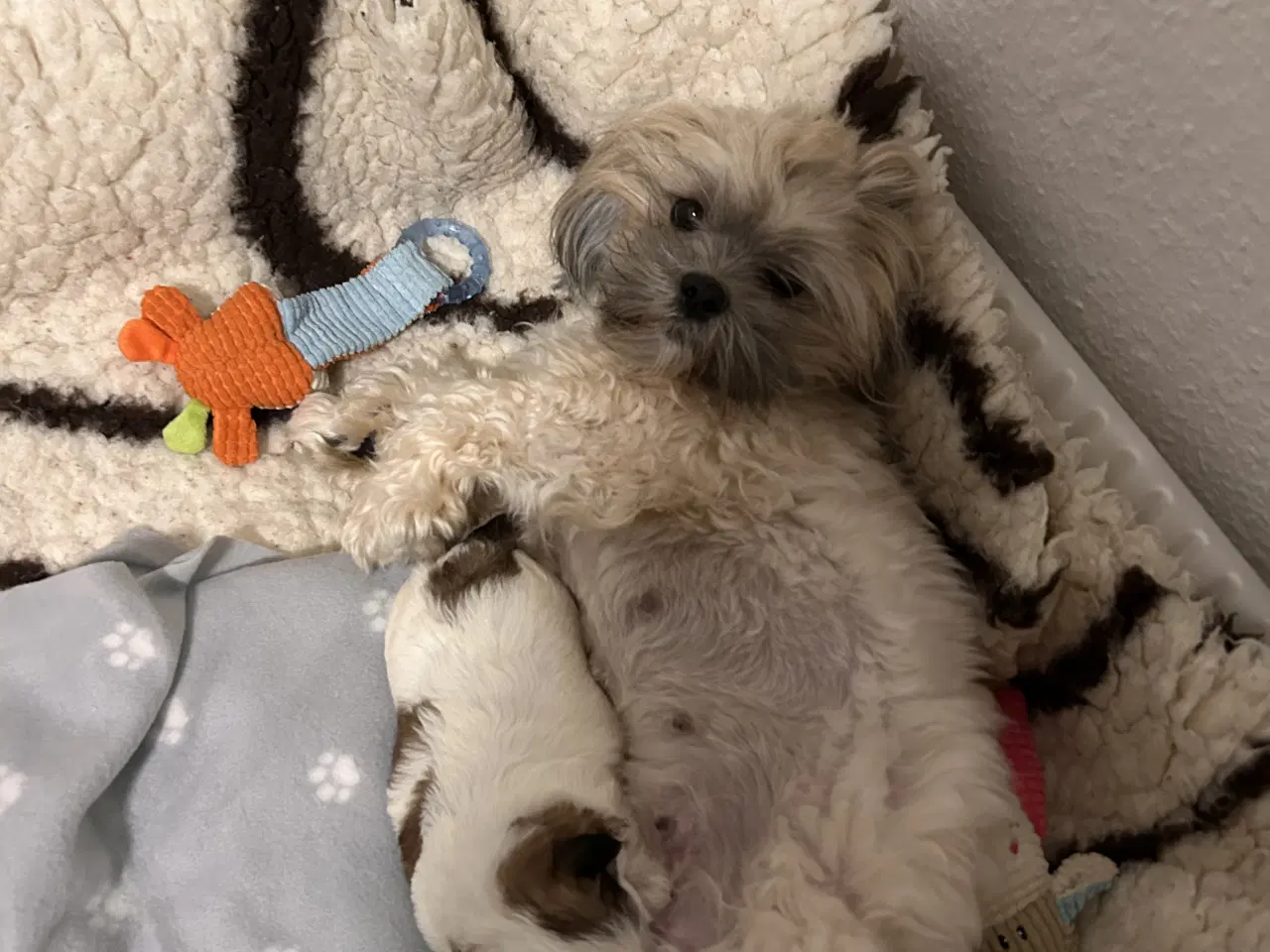 Billede 5 - Shih Tzu / Malteser hvalp til salg.( Boomer ) Pige