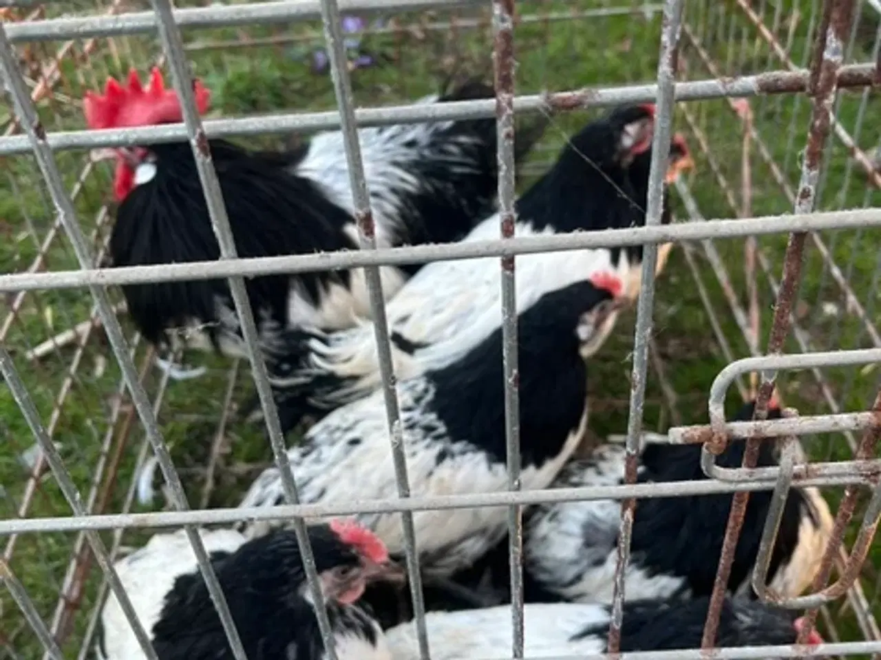 Billede 1 - 1,3 Lakenfelder