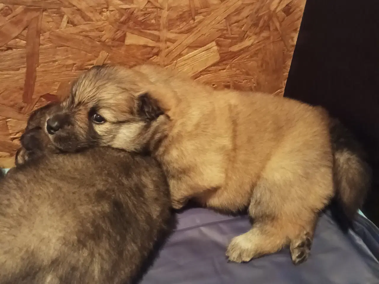 Billede 6 - Eurasier hvalpe 