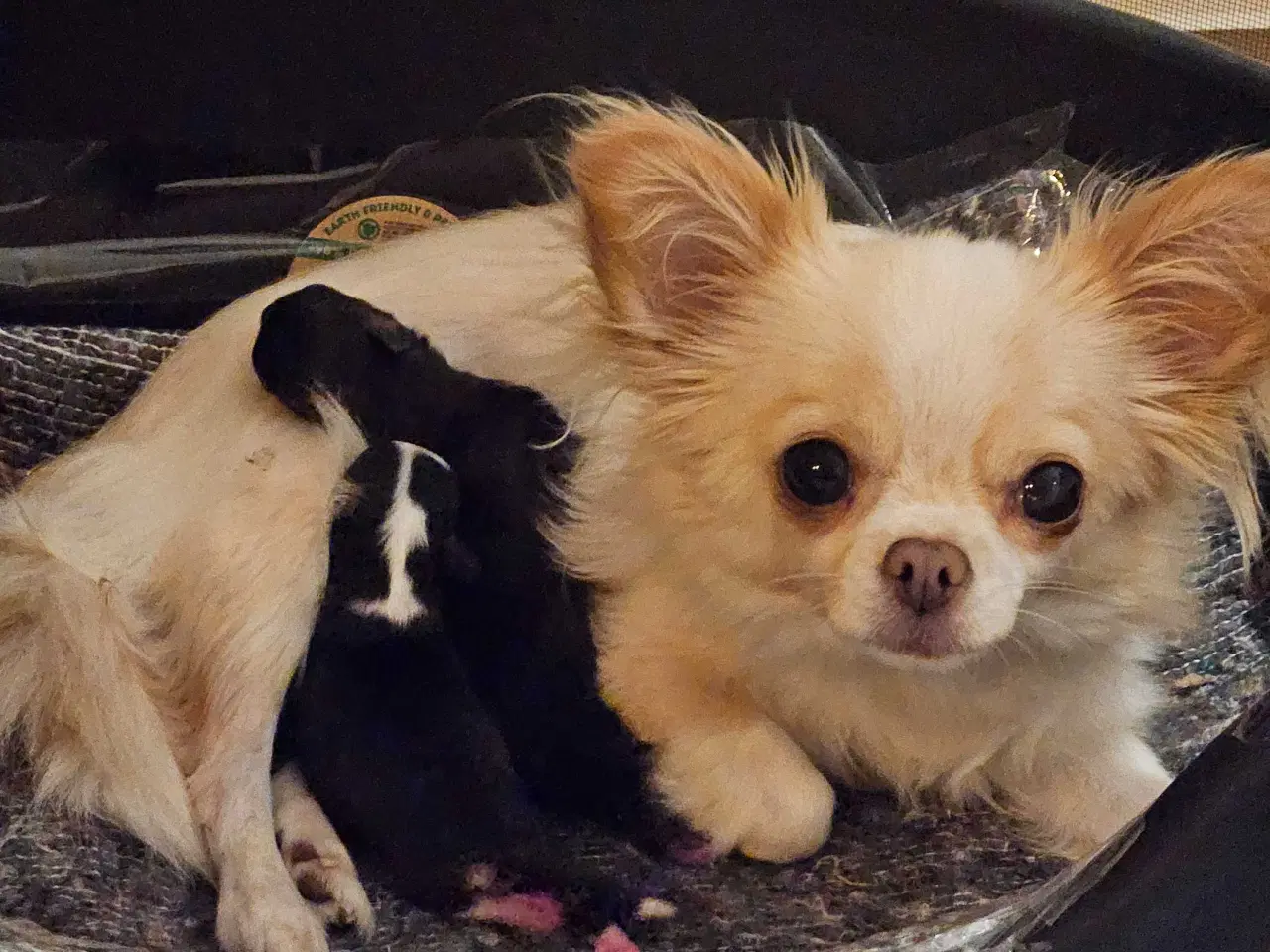 Billede 1 - Chihuahua begge forældre langhåret