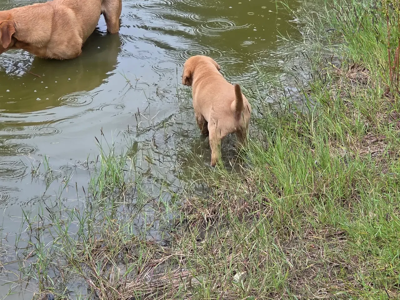 Billede 5 - Labrador retriver foxred