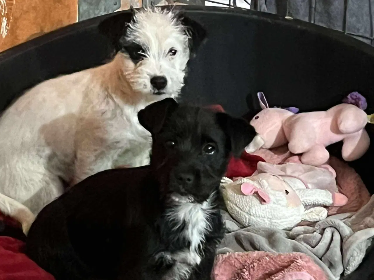 Billede 6 - Asta basta søger hjem 