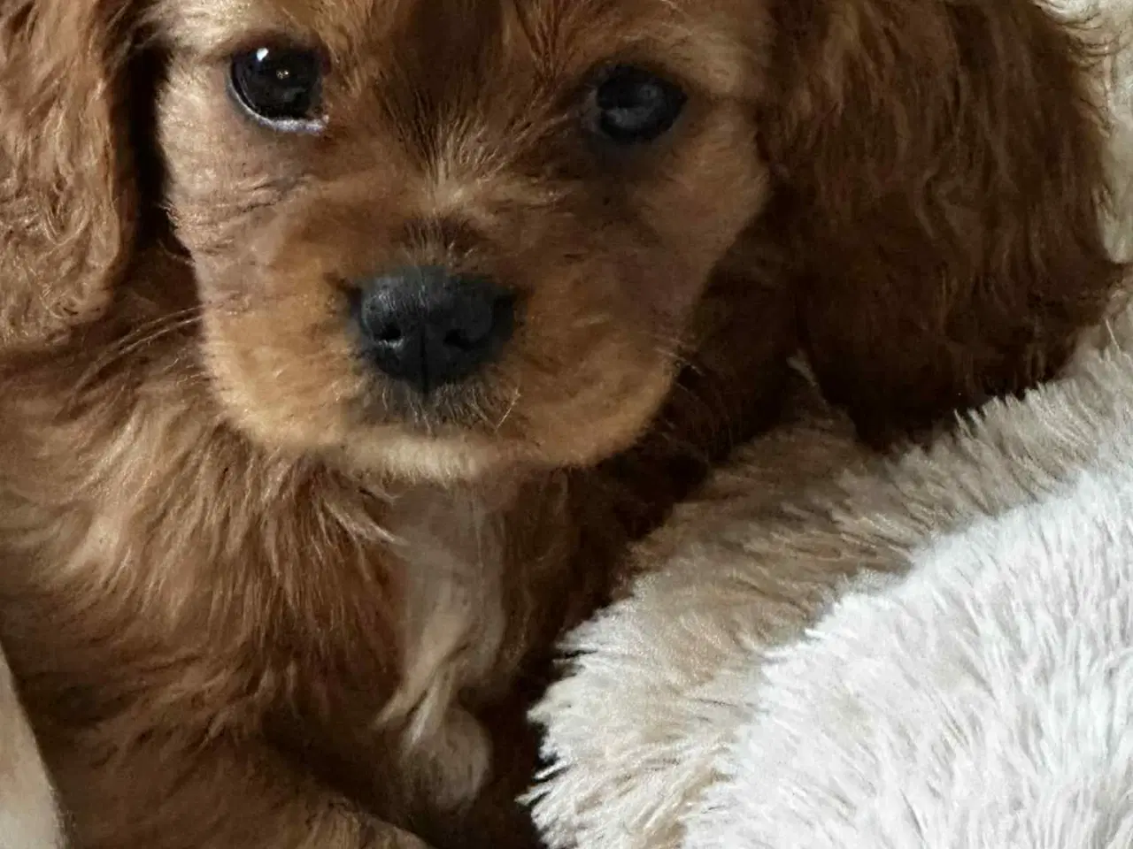 Billede 1 - Cavalier king charles hvalpe