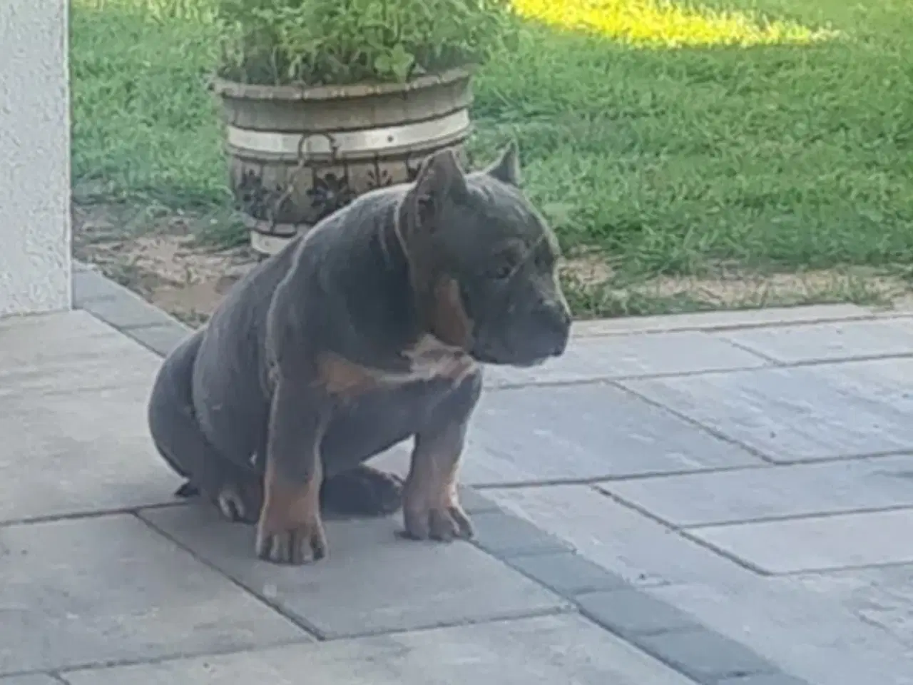 Billede 15 - American Bully Dreng 11 uge 