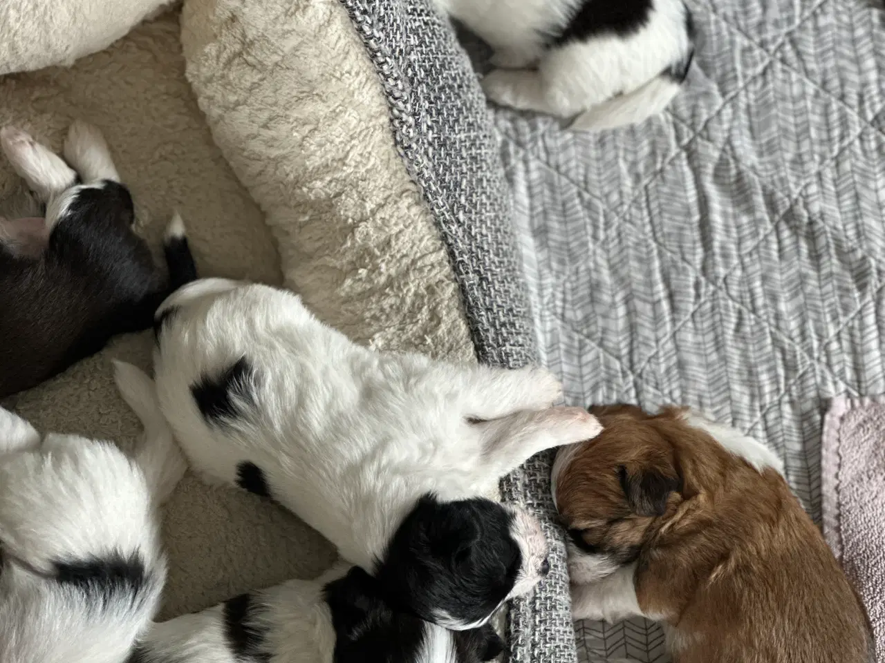 Billede 6 - Jack Russel-Bichon Havanais hvalpe