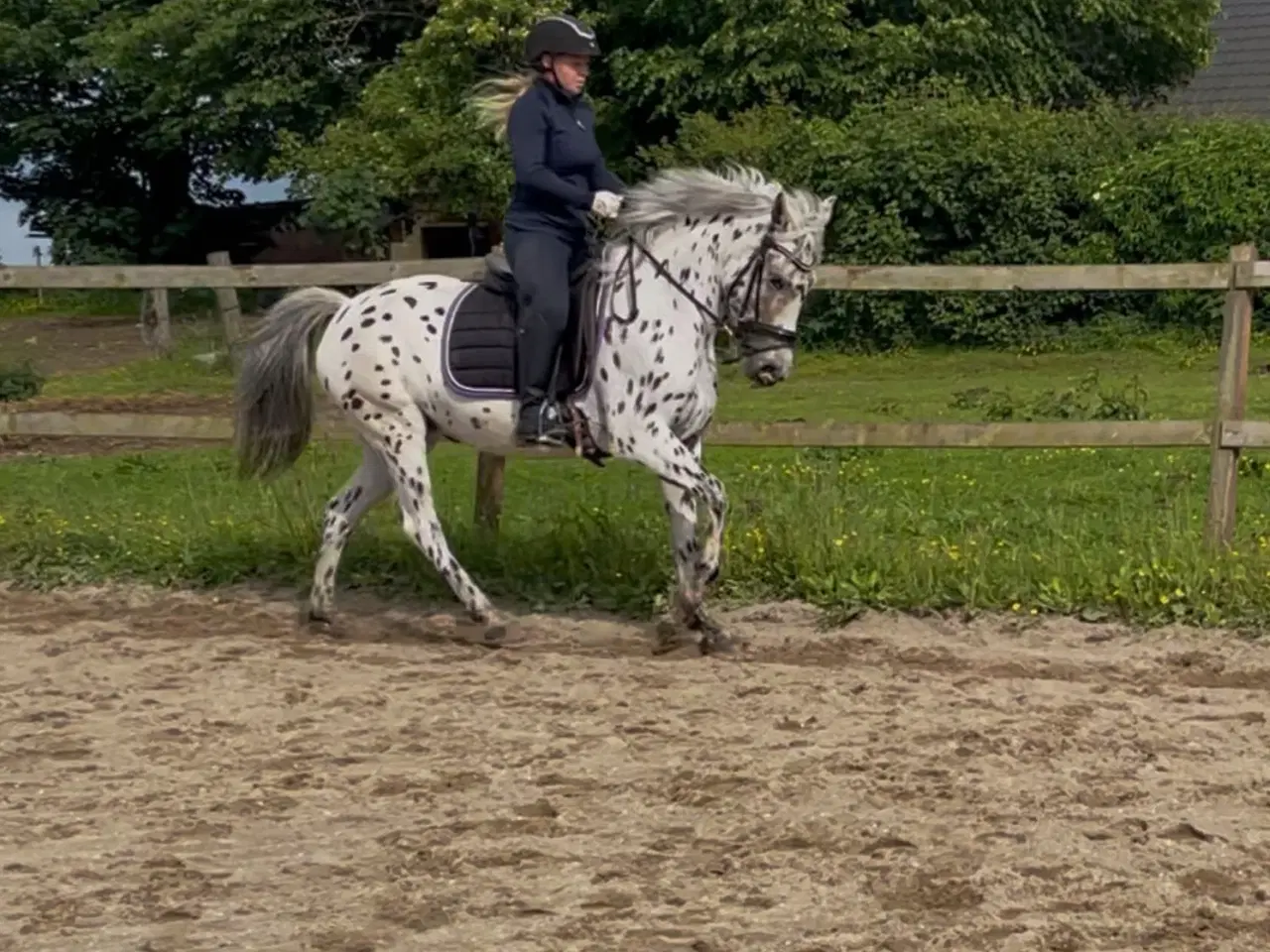 Billede 3 - En kommende top pony