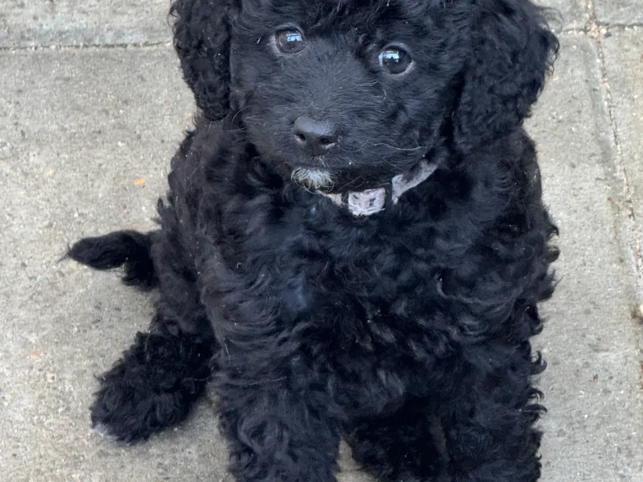 Billede 12 - ✨🐾 Engelske Cockapoo hvalpe søger nye hjem 