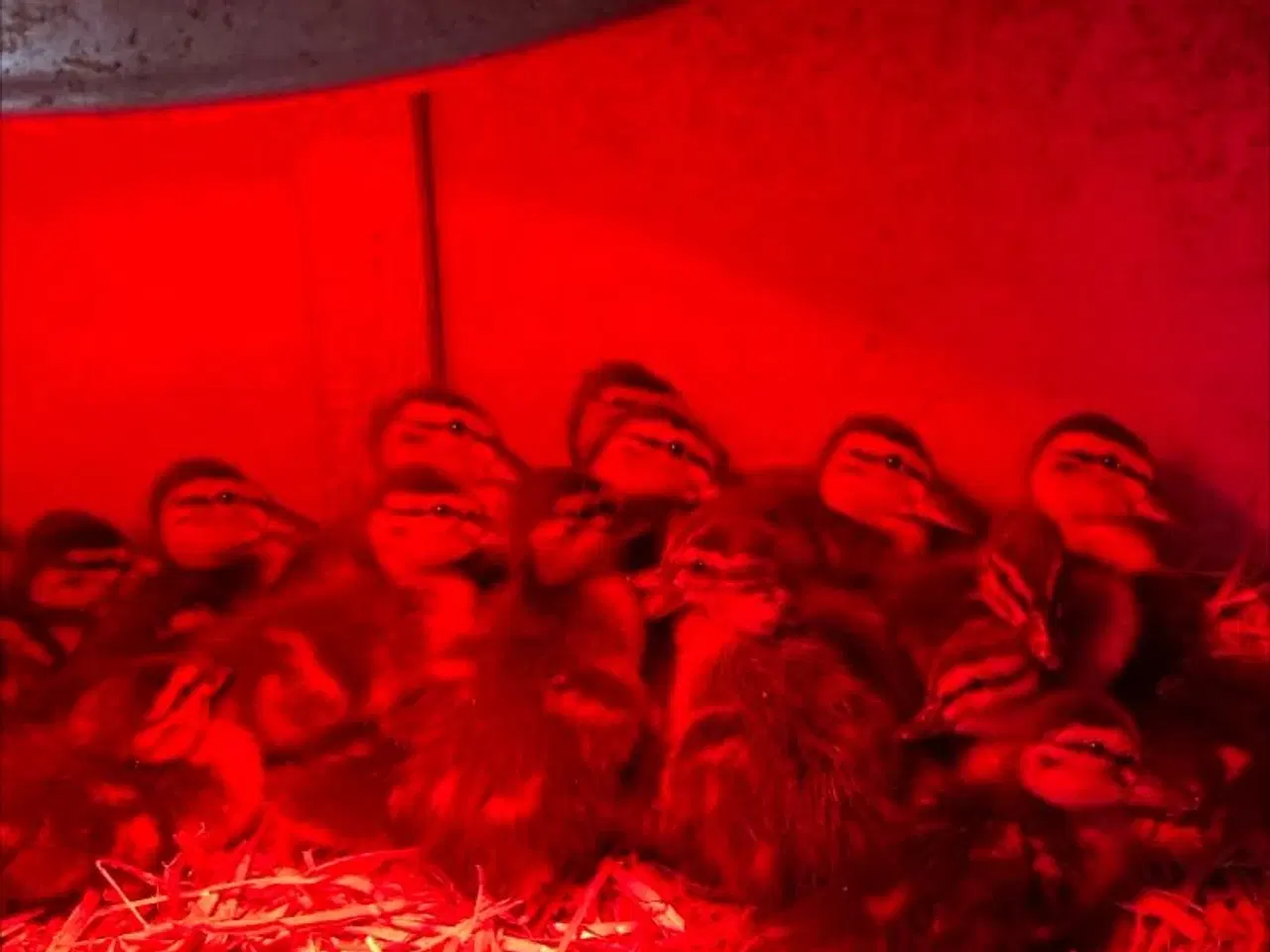 Billede 1 - Vild ællinger 