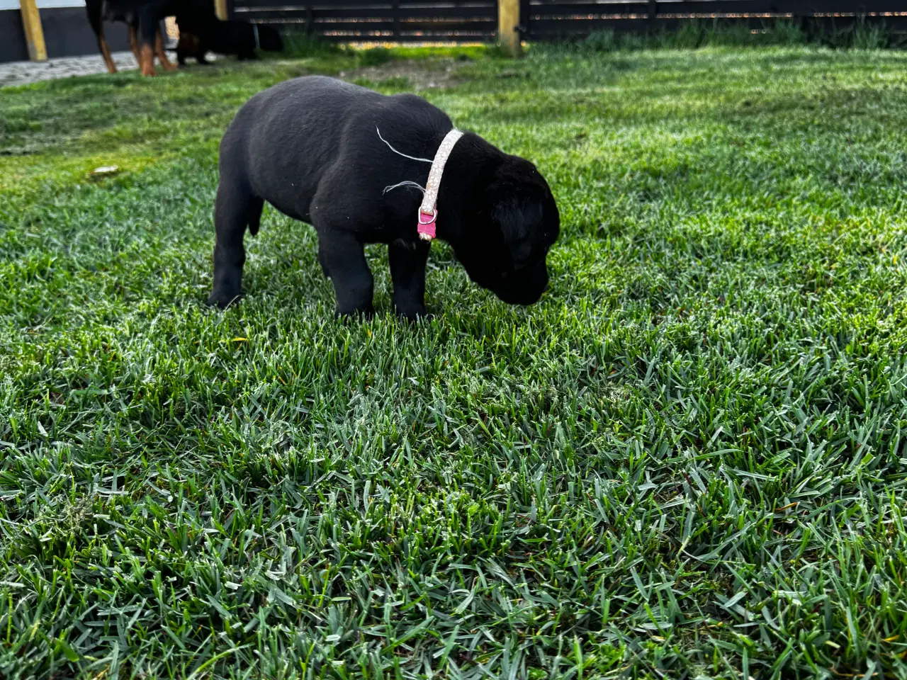 Billede 5 - Rottweiler/ Labrador hvalpe 